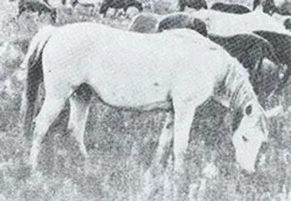Polnoch