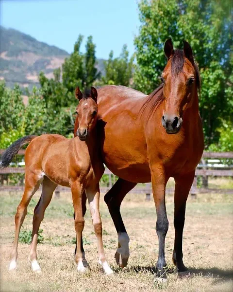 Treat Me Special (Fame VF+ x Kaiynda Special by Kaiyoum) and her 2013 filly sired by Valentino Rossi UA (DA Valentino x ATA Savannah Bey)