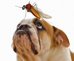 Preventing mosquitoes, ticks in your pets