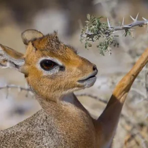 9 Fun Facts About the Dik-Dik