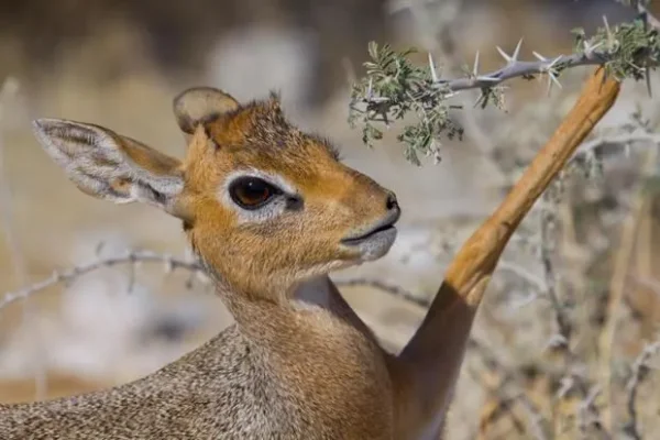Dik-Dik - a most unusual little deer that's actually an antelope