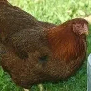 Partridge Chantecler
