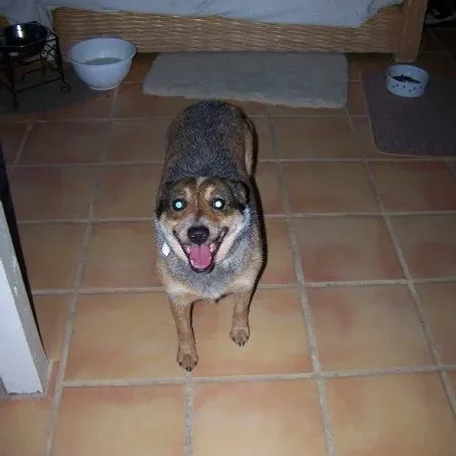 The day we got her on April 30, 2009; Possibly her first time inside, she was pretty scared but got used to it pretty quick.