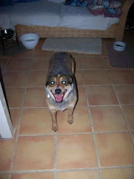 The day we got her on April 30, 2009; Possibly her first time inside, she was pretty scared but got used to it pretty quick.