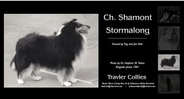 Ch Shamont Stormalong