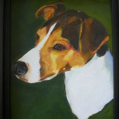 Portrait of Jack, the Jack Russell Terrier.