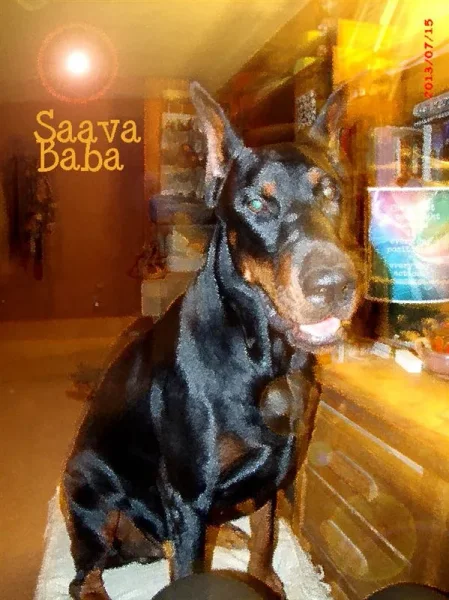 My Polish Prince Doberman boy!