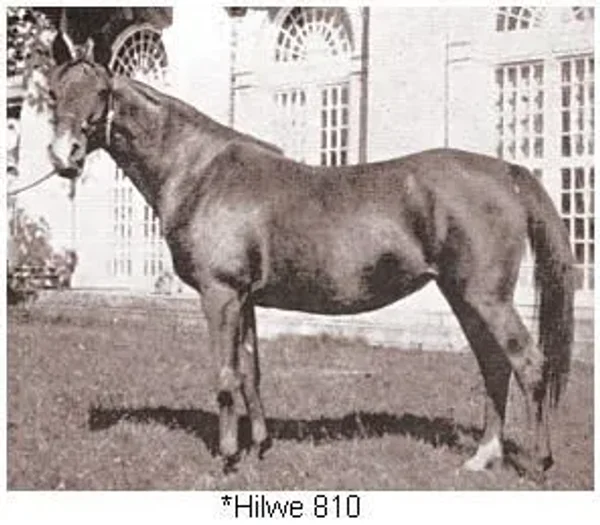 Hilwe