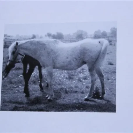 Talmia (Raseyn x Taleh) grey mare, foaled March 14, 1948
bred by United States Government