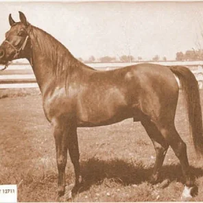 PRINCE HALLANY