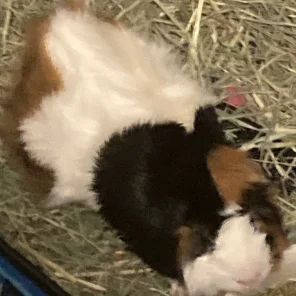 S’mores