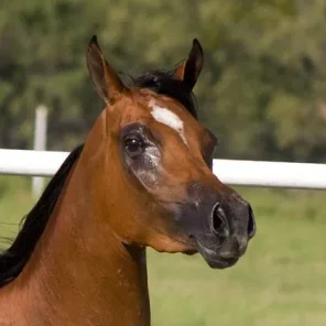 Horse Markings