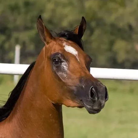 Markings on horses usually are distinctive white areas on an otherwise dark base coat color. Most horses have some markings, and they help to identify the horse as a unique individual.