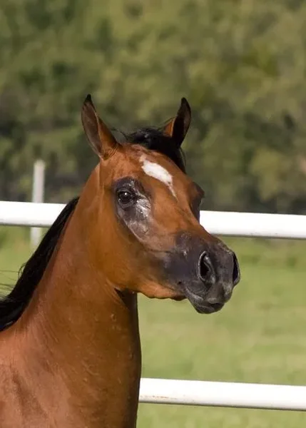 Markings on horses usually are distinctive white areas on an otherwise dark base coat color. Most horses have some markings, and they help to identify the horse as a unique individual.