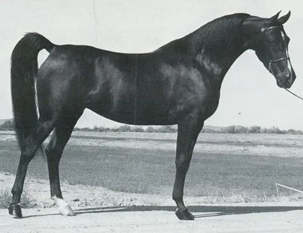 Arabask