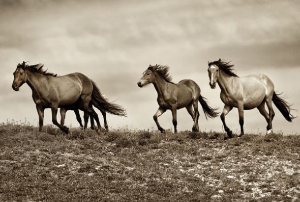 The Secret Lives of Horses 2 of 5 Part article