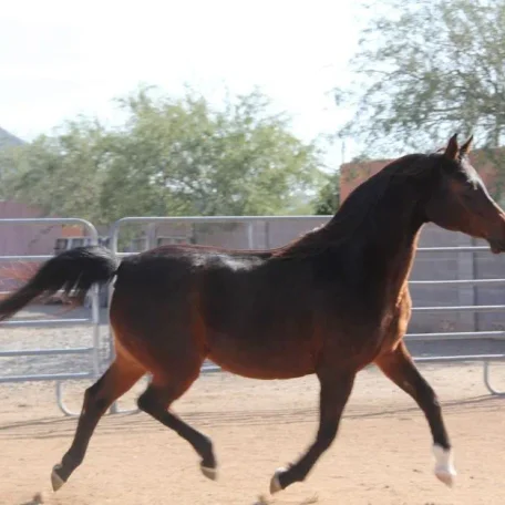 VDF BELLA GHAZI 
(*El Ghazi x AMBER RING by *ALADDINN out of *Bint Ambara)