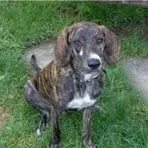 Tennessee Treeing Brindle