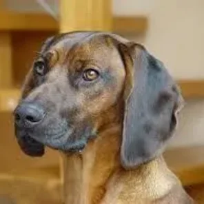 Hanover Hound