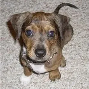 Bodacion (Designer Dog)