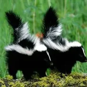 Skunk