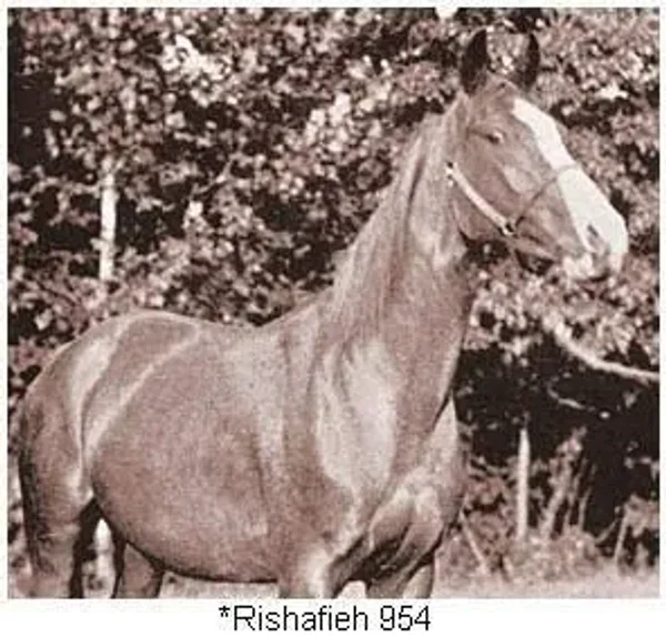 Rishafieh