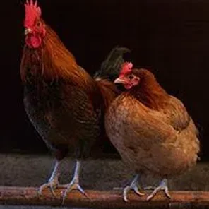 Chicken