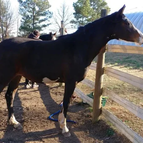 Bellatriks Dreams (Khartoon Klassic x Blue Angel Dreams) at 4, fluffing up for winter.