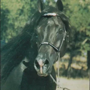 IBN ZAGHLOUL