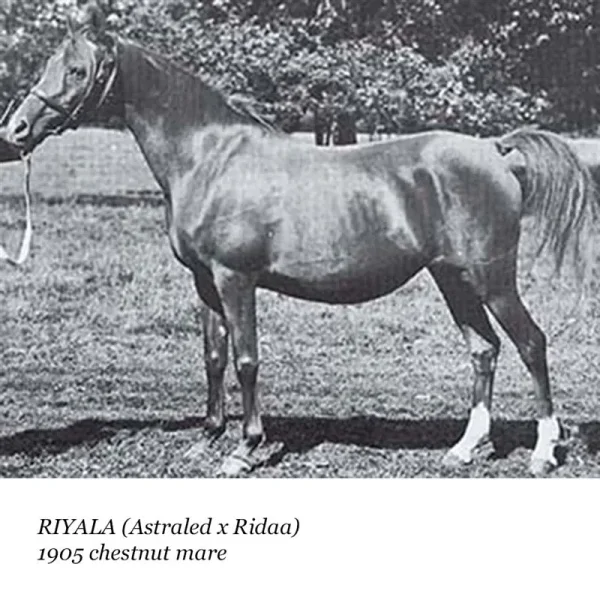 Riyala
