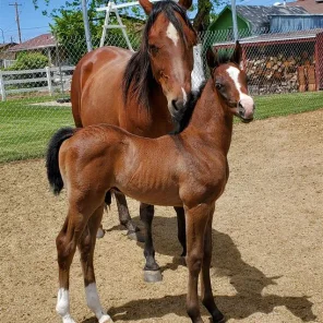 Sukkars Royale Raptur