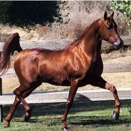 Paltrok