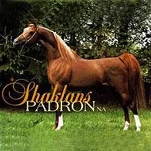 Shaklans Padron NA