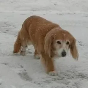 Pembroke Cocker Corgi (Designer Dog)