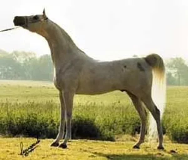 Gaffi runs strong in the present day program of Gainey Arabians being the dam line on current herd-sire Gai Monarch, 2001 Canadian National Champion Stallion and U.S. Top Ten Stallion, a son of Ferzon son Gai Parada and Gai Dream daughter, Gaishea.