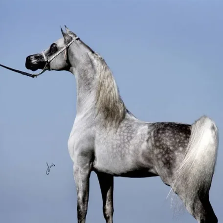 The 2014 Scottsdale Arabian Supreme Halter Champ...Baahir El Marwan.