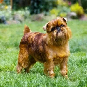 Brussels Griffon
