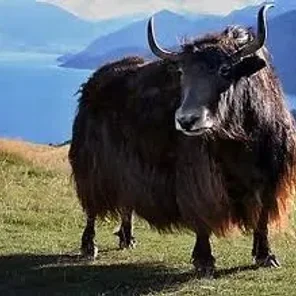Golden Yak