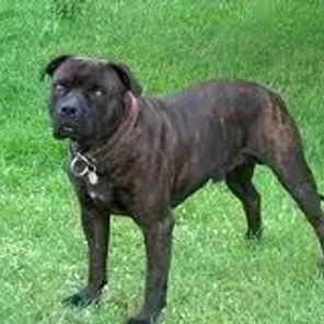 Perro de Presa Mallorquin