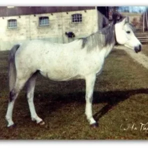 MOHEBA II