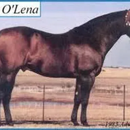Doc OLena