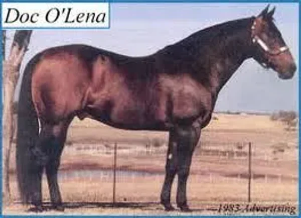 Doc OLena