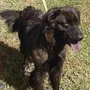 Afador  (Designer Dog)
