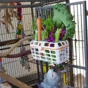 The Best Bird Toys