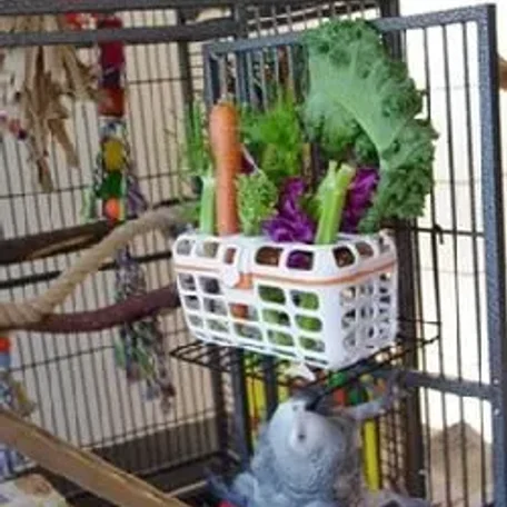 Types of Bird Toys - Store and Home Made