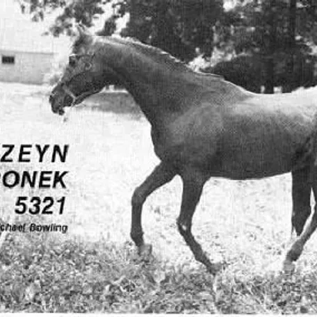ANTEZEYN SKOWRONEK