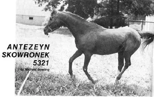 ANTEZEYN SKOWRONEK