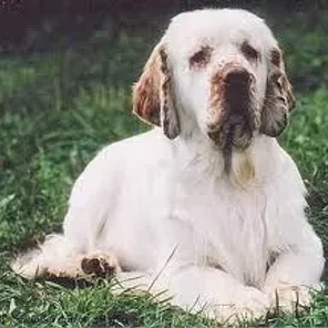 Clumber Spaniel