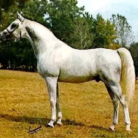 HOSSNY