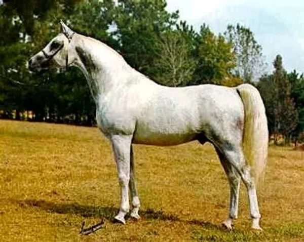 HOSSNY